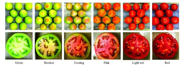 高光谱成像技术的番茄果实成熟度研究01
