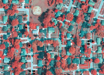 用于绘制和监测城市树冠的彩色红外图像。黑点是白蜡树，被用来“训练”物种鉴定的光谱表征方法。