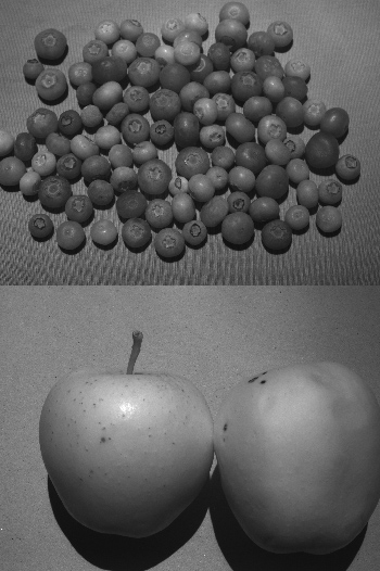 JAI 等多光谱相机能够检查蓝莓等水果并申请质量。